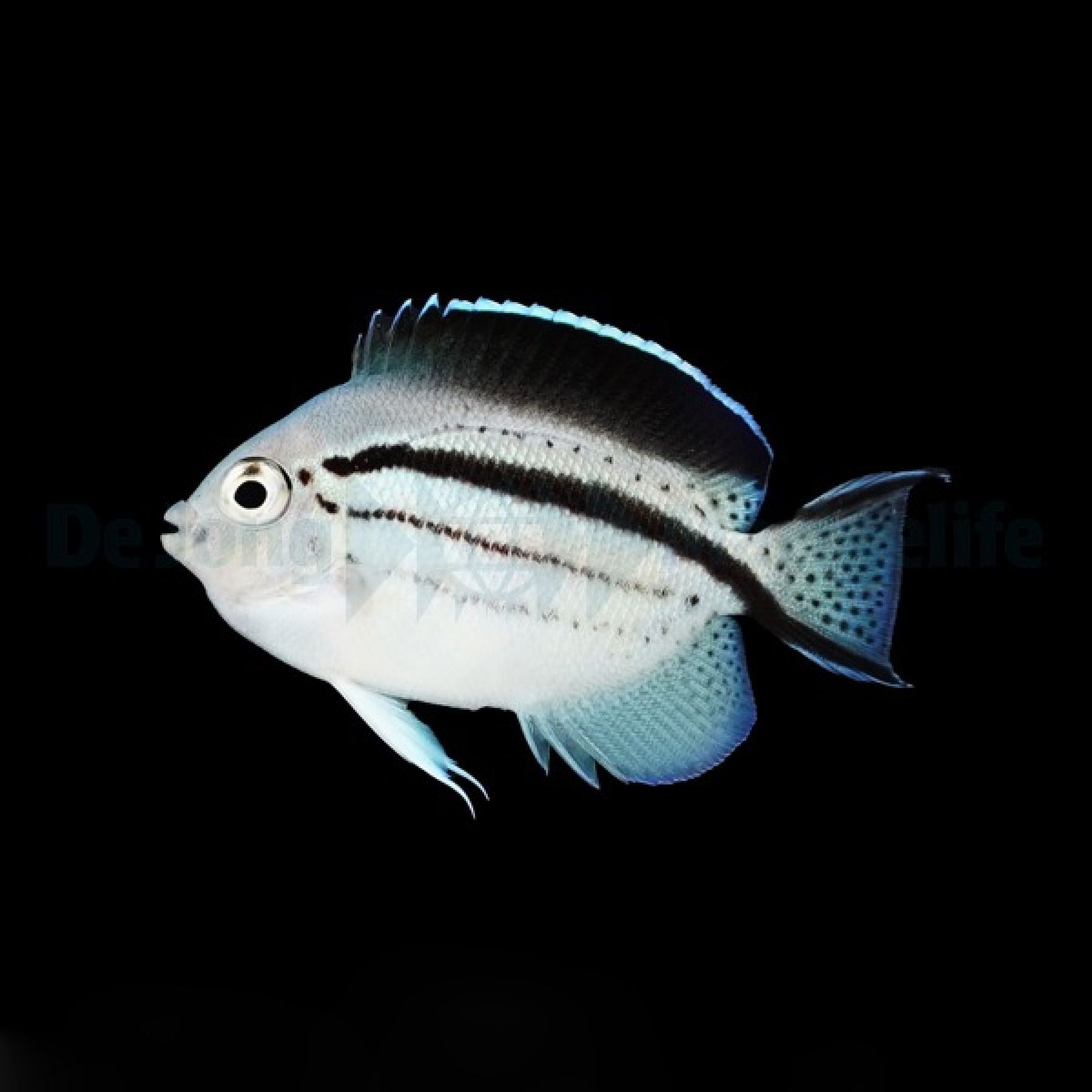 Genicanthus lamarck Lamarcks Lyrakaiserfisch (Weibchen)